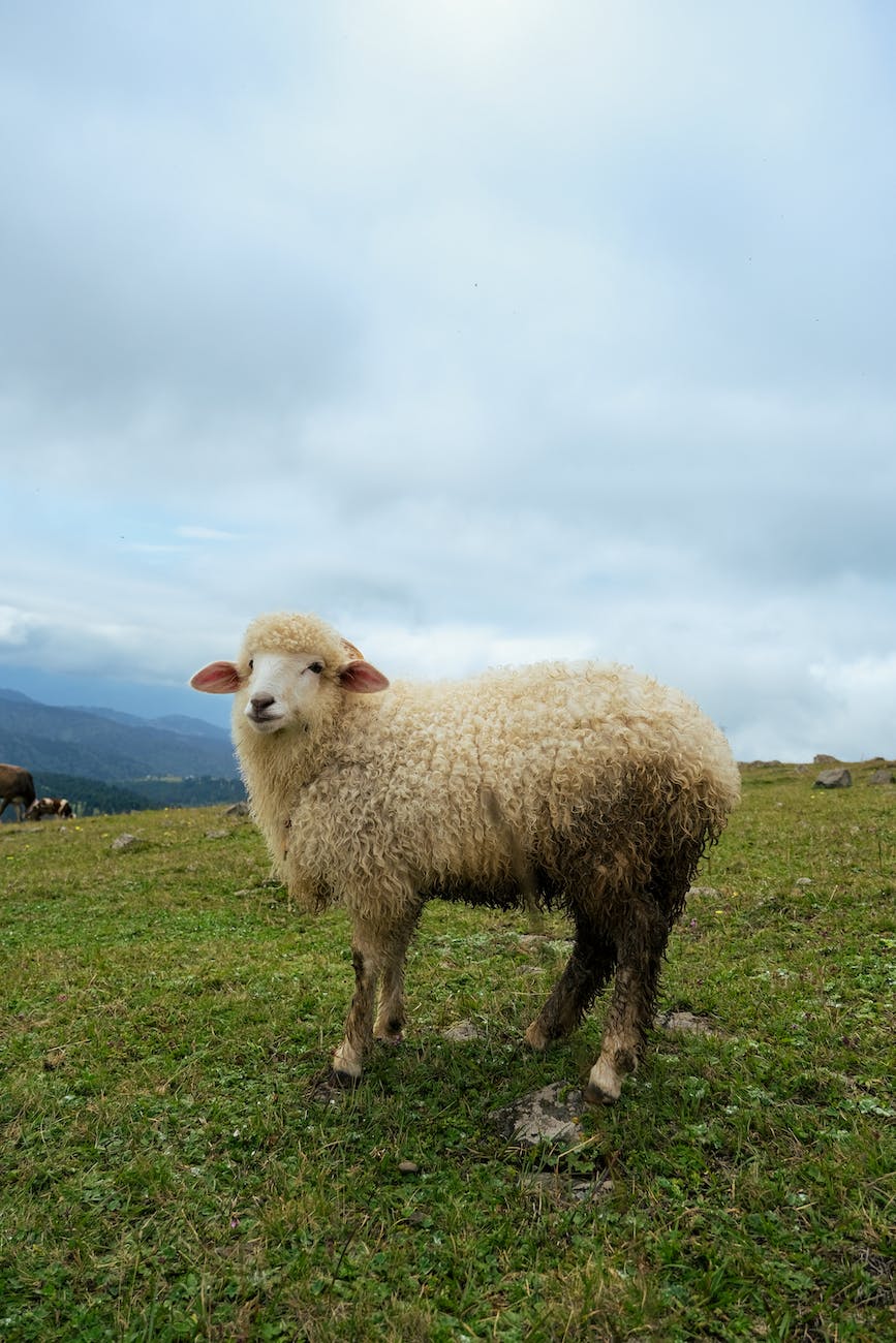 sheep in wild nature